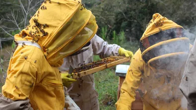 Криза в пчеларството: производители в Добруджа масово се отказват