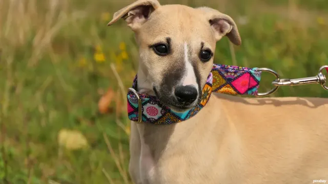 Пет общини от Югозапада правят голям приют за кучета