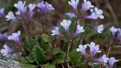 Увреден защитен вид край Асеновград: разследват изчезнали растения