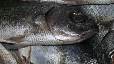 Мъртва риба изплува в язовир край Русе, започна проверка