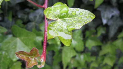 Захлаждане и валежи: какво време ни очаква утре