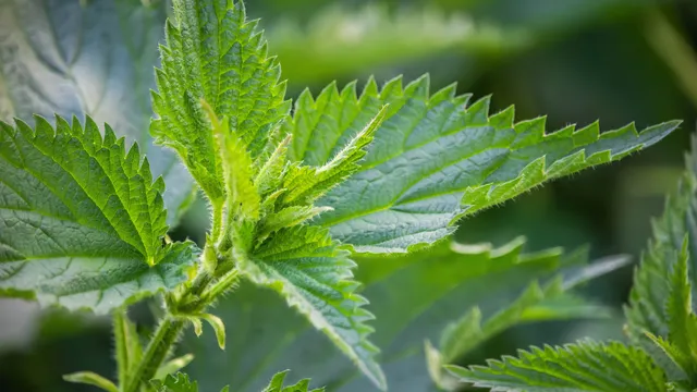 Чаят от коприва: природна напитка с неочаквани ефекти