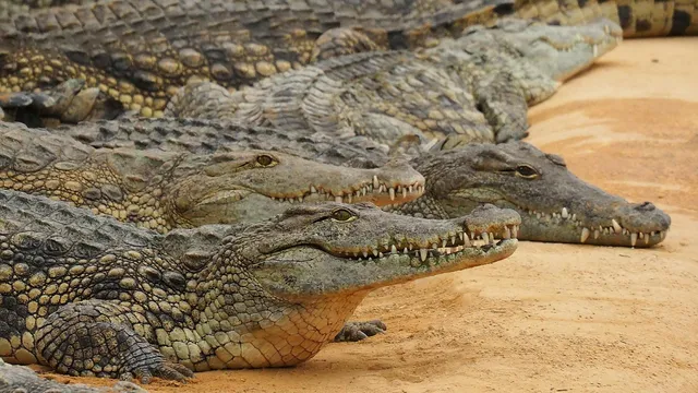 55 км сред 5000 крокодила: нов световен рекорд в австралийската река Орд