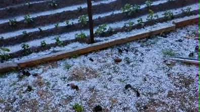 Мощна градушка нанесе сериозни щети по реколтата в Желю войвода