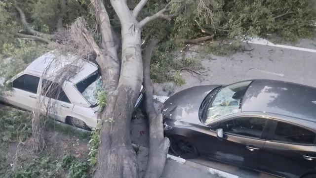 Дърво падна върху два автомобила в Асеновград