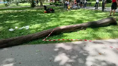 Изгнило дърво падна на метри от десетки деца в Пловдив