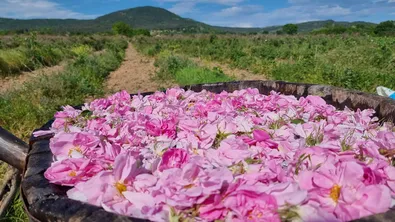 Розоберът в криза: Масиви остават необрани, а розовото масло поскъпва рекордно