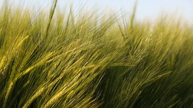 Несигурността около новата реколта раздвижва зърнените пазари