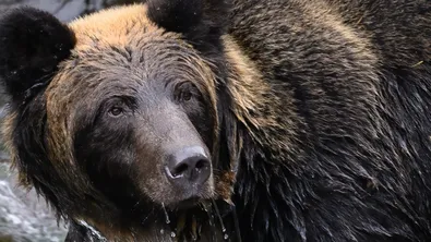Васил Василев: Нападенията от мечки ще зачестяват