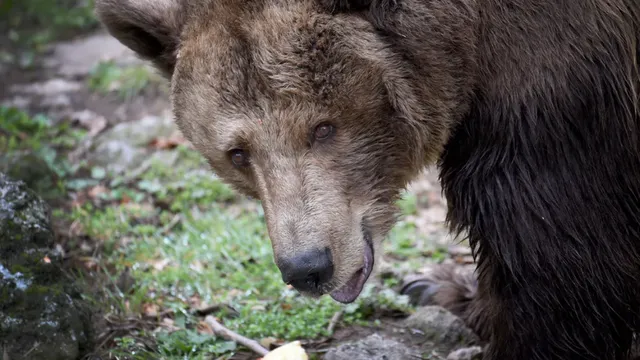 Разследват смъртта на три кафяви мечки в Северна Гърция