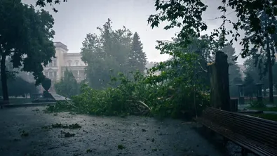 София след бурята: изпопадали дървета и улици-реки (Видео)