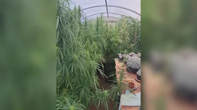 Разкриха оранжерия с над 300 конопени растения край Приморско