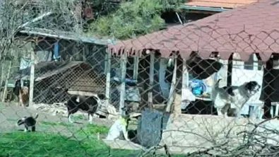 Стотици кучета в частен имот тормозят жителите в търговищко село