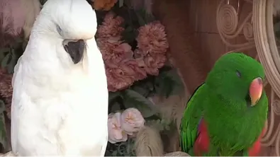 Жестокост или атракция? Рибки, папагали и питон предизвикаха вълна от сигнали по Южното Черноморие