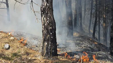 Мъж с багер спаси 50 овце, след като мълния предизвика пожар край Разлог