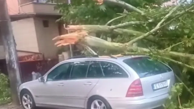 Жестока буря в Петрич: Паднали дървета затрудняват движението (ВИДЕО)