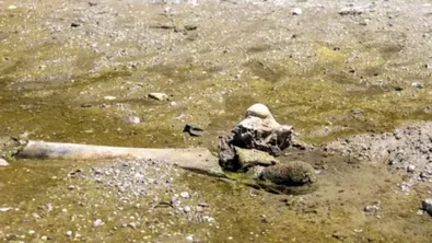 Учени от Русе ще изкопаят останките от мамут, открити в Дунав