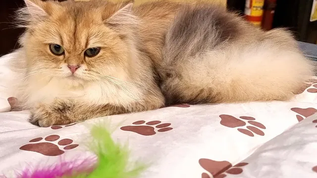 Мъж уби котка пред малко дете, твърди стопанката на домашния любимец
