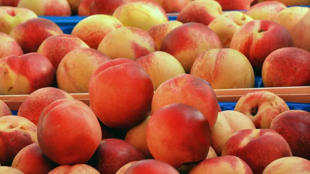 Производители на праскови чакат часове наред да предадат продукцията си в Сливен