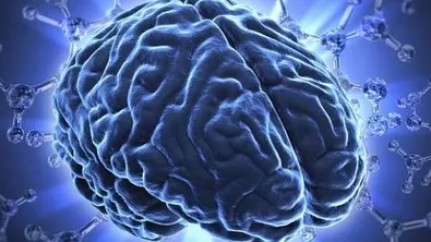 Креатинът вече не е само за мускули: учените откриват ефект върху мозъка при стрес и недоспиване