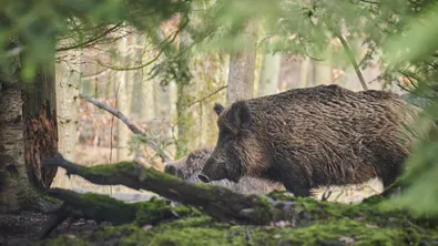 Диво прасе предизвика катастрофа и затвори път в Бургаско
