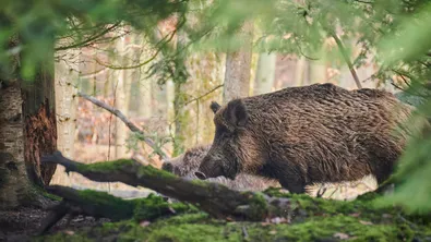 12 пострадали при катастрофа край Бургас заради диво прасе