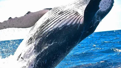 Китовете завладяват нови води в Гренландия заради топенето на леда