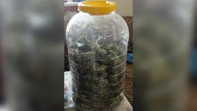 Иззеха близо 350 г марихуана и почти 200 г диметилтриптамин при акции в Старозагорско