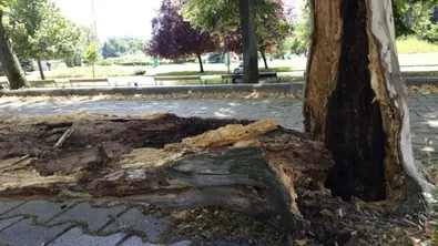 Дърво падна върху дете във Варна
