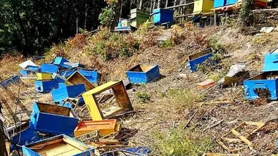 Мечка преобърна 30 кошера край Сини връх, щетите са за над 5300 евро
