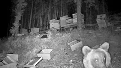 Мечка опустоши пчелин и изяде 150 кг мед край Асеновград