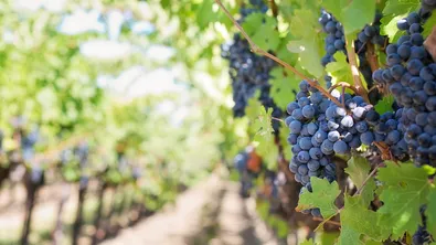 Лозарите в България в протестна готовност: Има продукция, но няма пазар