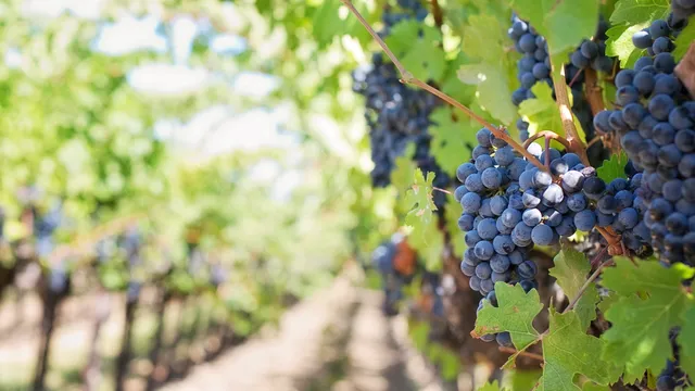 Лозарите в България в протестна готовност: Има продукция, но няма пазар