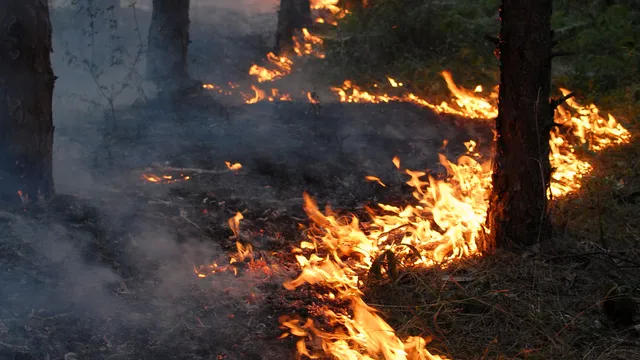 Възстановяването на гората след пожар може да отнеме десетилетия