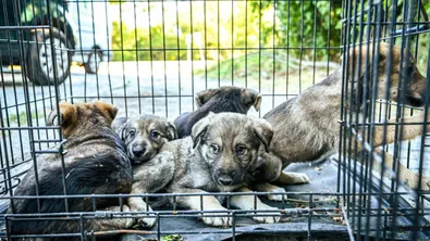 След тревога за увеличаването на броя на бездомните кучета: Екоравновесие залови 11 животни в „Студентски“