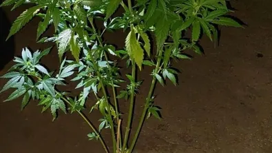 Задържаха голямо количество наркотици при спецакция в Габрово