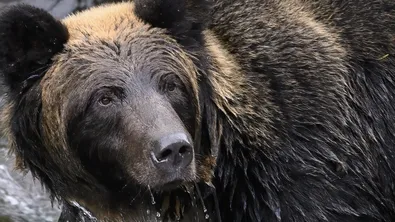 24-годишният мечок Явор може да прекара старините си в Парка за мечки край Белица