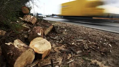 Огромен клон се стовари до майка с малко дете в центъра на Варна