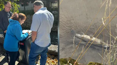 Басейнова дирекция налага най-тежката санкция след измирането на риба в Бела река