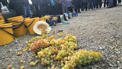Лозари искат временно повишение на митата за гроздето