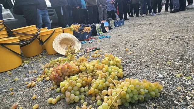 Лозари искат временно повишение на митата за гроздето