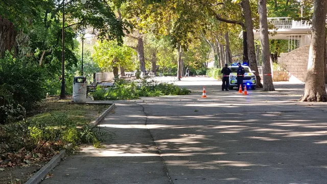 Дърво падна върху мъж и жена в Морската градина във Варна