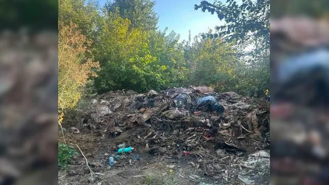 Разкриха нелегална кланица за коне край Сливен, изхвърляли останките до река