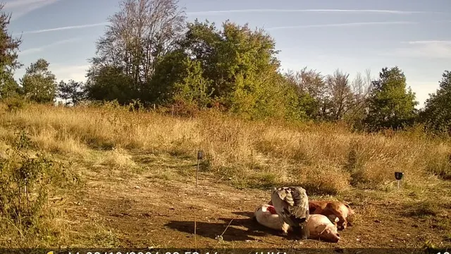 Белоглав лешояд отново се появи край Сливен: Фотокапан улови пернатия посетител