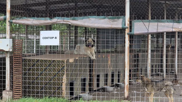 Приютът в Горни Богров с ограничения до шест месеца, общината ще обжалва