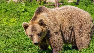 Мечка се появи край Симеоновския лифт на Витоша