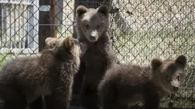 Как да реагираме при среща с мечка? Експерт от WWF с важни съвети