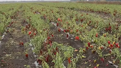 "Този отрасъл си отива": Земеделци алармират за масово загиване на пипера